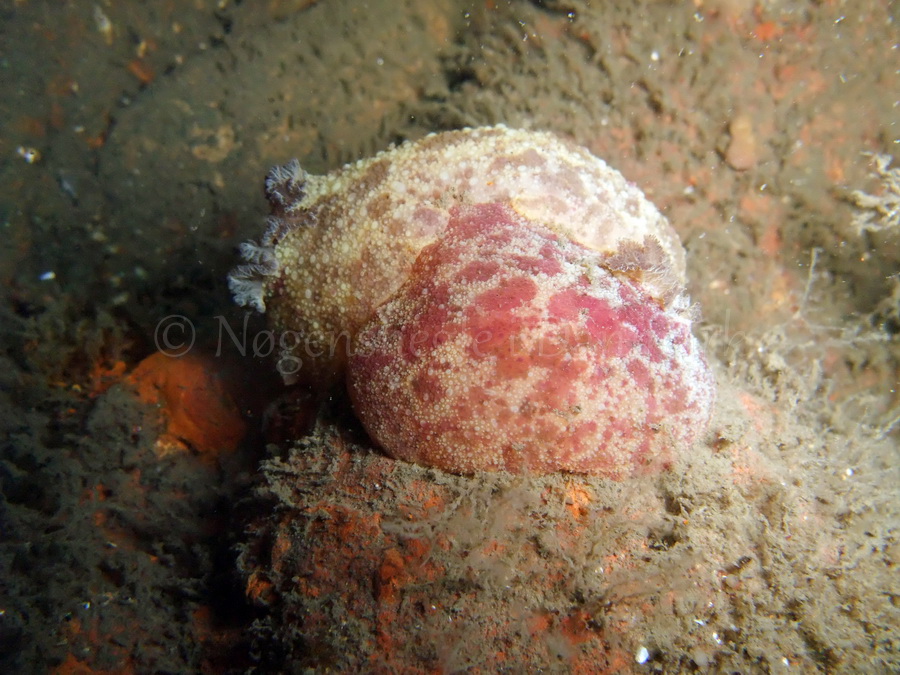 Foto: Thomas Blume ....... Archidoris pseudoargus - www.nudibranchia.dk - Nøgensnegle i Danmark