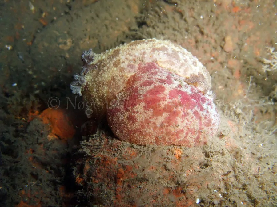 Foto: Thomas Blume ....... Archidoris pseudoargus - www.nudibranchia.dk - Nøgensnegle i Danmark
