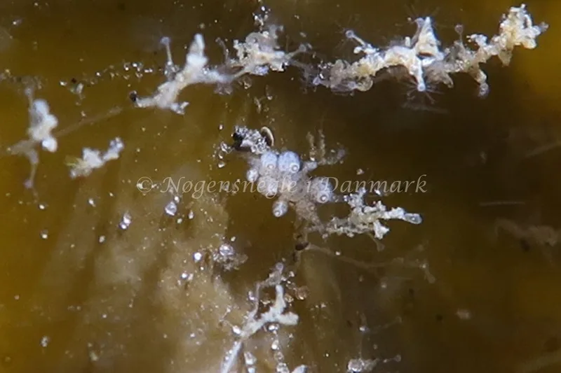 Eubranchus exiguus - Lyngsbo Strand - Foto: AnneKatrine Frederiksen
