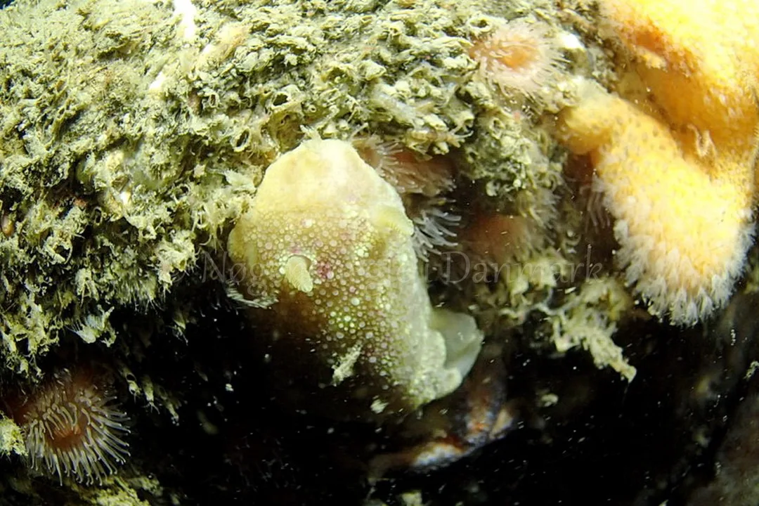 Foto: Frank Blom ....... Archidoris pseudoargus -- www.nudibranchia.dk