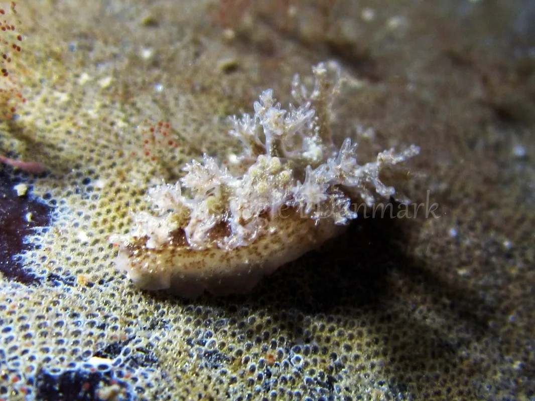 Foto: Claus Neupart ....... Dendronotus frondosus - www.nudibranchia.dk - Nøgensnegle i Danmark