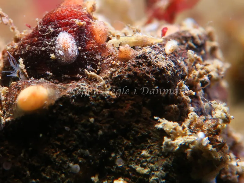 Acanthodoris pilosa - Lyngsbo Strand - Foto: HP Ølgaard