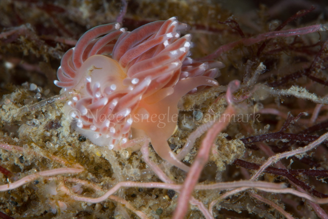 Foto: Poul Erik Rasmussen ....... Facelina bostoniensis -- www.nudibranchia.dk