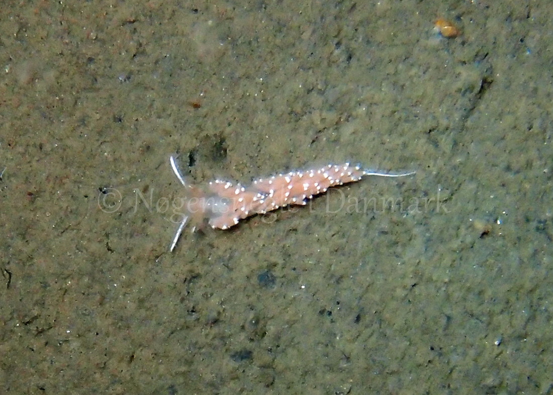 Foto: Thomas Blume ....... Flabellina nobilis - www.nudibranchia.dk - Nøgensnegle i Danmark