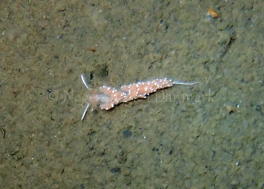 Foto: Thomas Blume ....... Flabellina nobilis - www.nudibranchia.dk - Nøgensnegle i Danmark