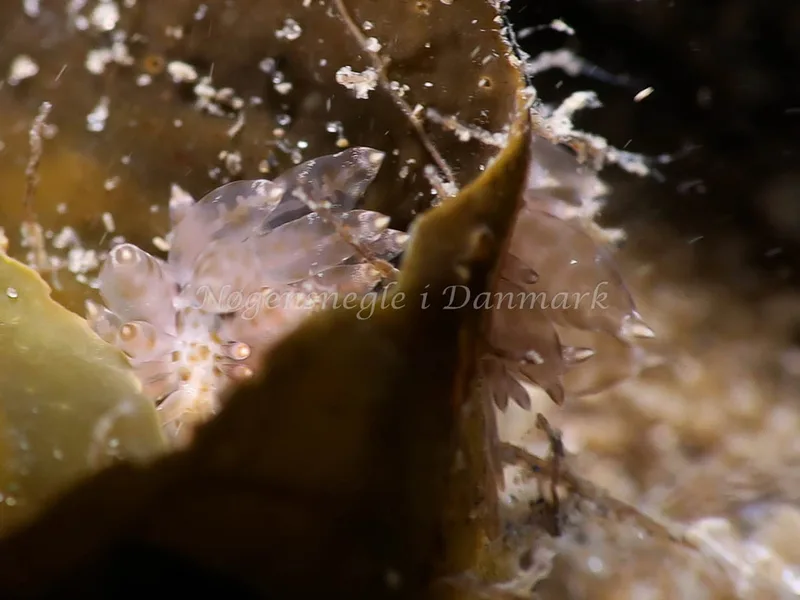 Amphorina viriola - Lyngsbo Strand - Foto: HP Ølgaard