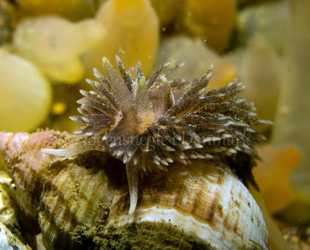 Foto: Martin Andersen....... Aeolidia papillosa -- www.nudibranchia.dk