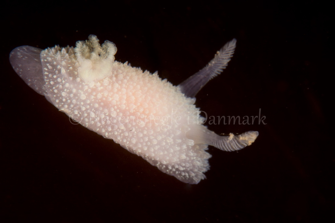 Foto: Poul Erik Rasmussen ....... Acanthodoris pilosa-- www.nudibranchia.dk