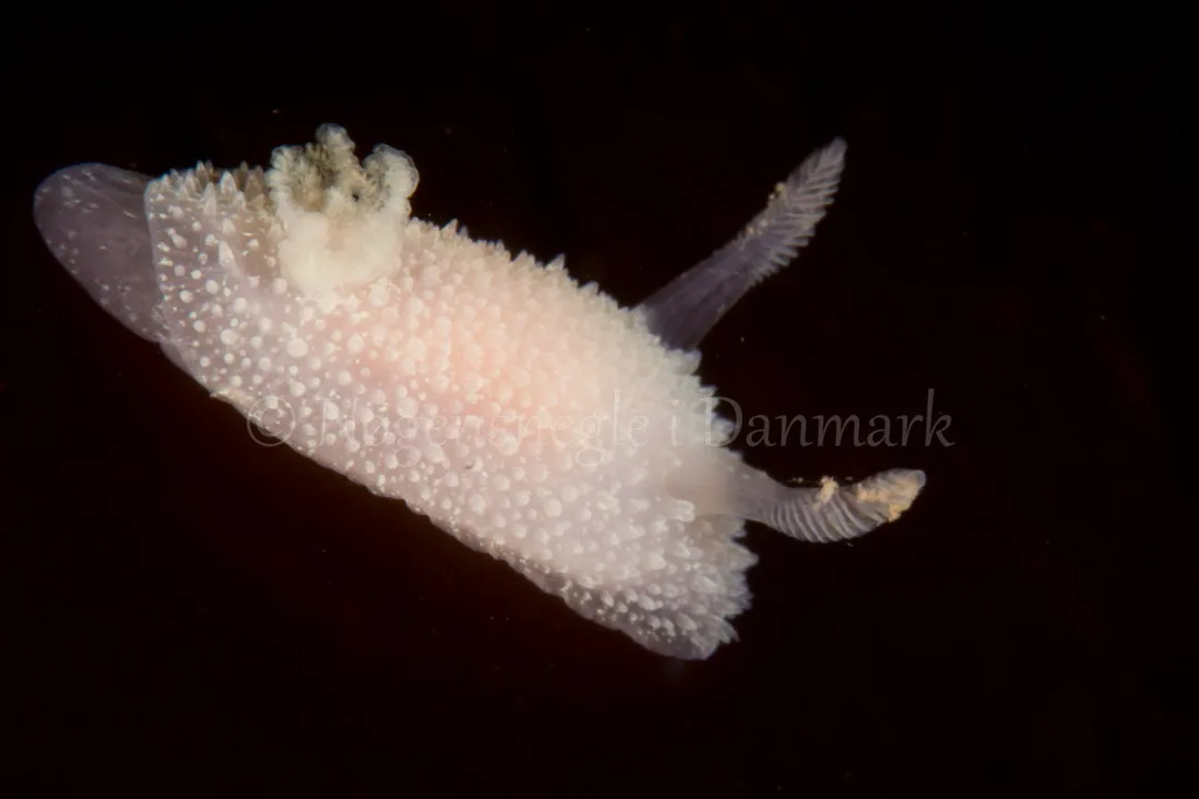 Foto: Poul Erik Rasmussen ....... Acanthodoris pilosa-- www.nudibranchia.dk