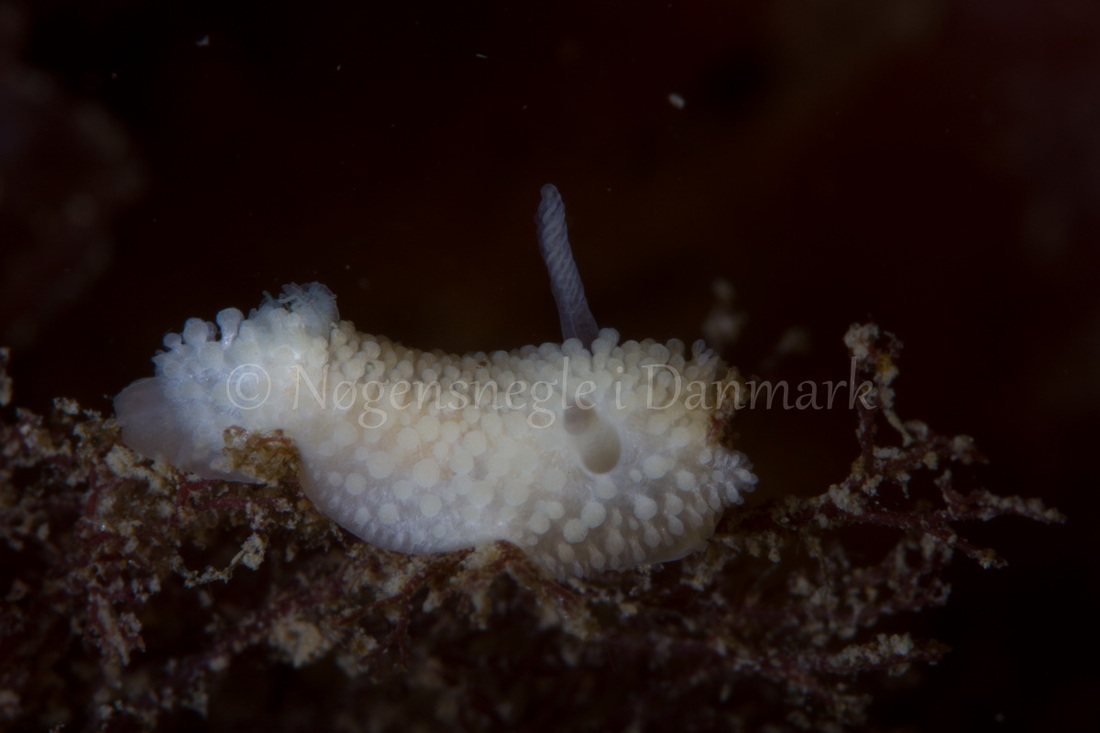 Foto: Poul Erik Rasmussen ....... Onchidoris muricata-- www.nudibranchia.dk