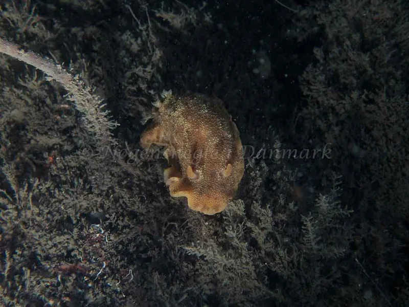 Doris pseudoargus - Otto S/S (Vrag) - Foto: Kenneth Krull