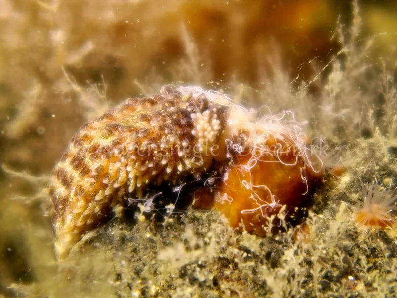 Aeolidia papillosa - Søbadet stenrev, Lillebælt - Foto: HP Ølgaard