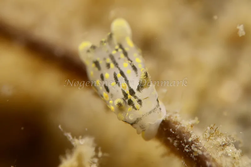 Polycera quadrilineata - Knudshoved Færgehavn - Foto: AnneKatrine Frederiksen