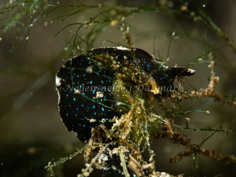 Elysia viridis - Ammoniakhavnen - Foto: Michael Christensen