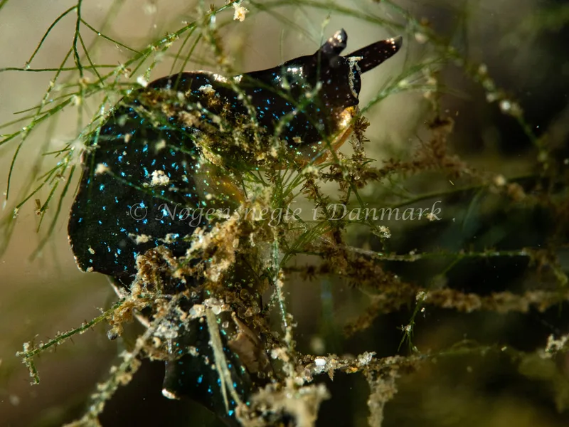 Elysia viridis - Ammoniakhavnen - Foto: Michael Christensen
