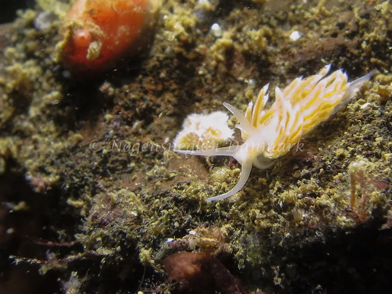 Facelina cf. bostoniensis - Lyngsbo Strand - Foto: AnneKatrine Frederiksen