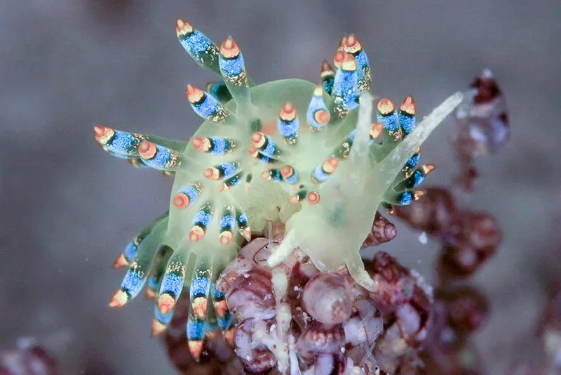 Trinchesia cuaensis - Stenrev ved Løkken - Foto: Ib Sørensen