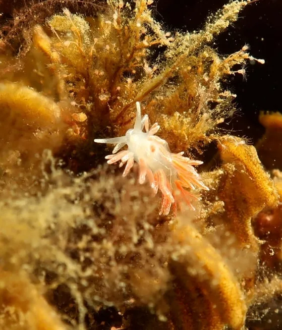 Gulenia monicae - Ammoniakhavnen - Foto: Søren Skov Nielsen