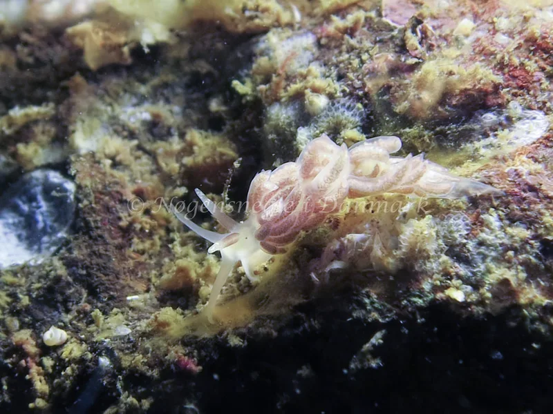 Favorinus branchialis - Lyngsbo Strand - Foto: AnneKatrine Frederiksen