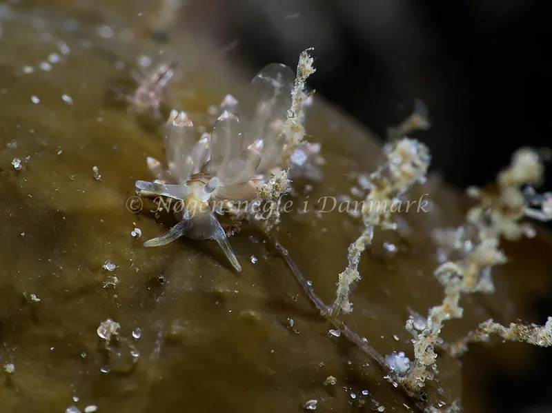 Amphorina viriola - Lyngsbo Strand - Foto: HP Ølgaard