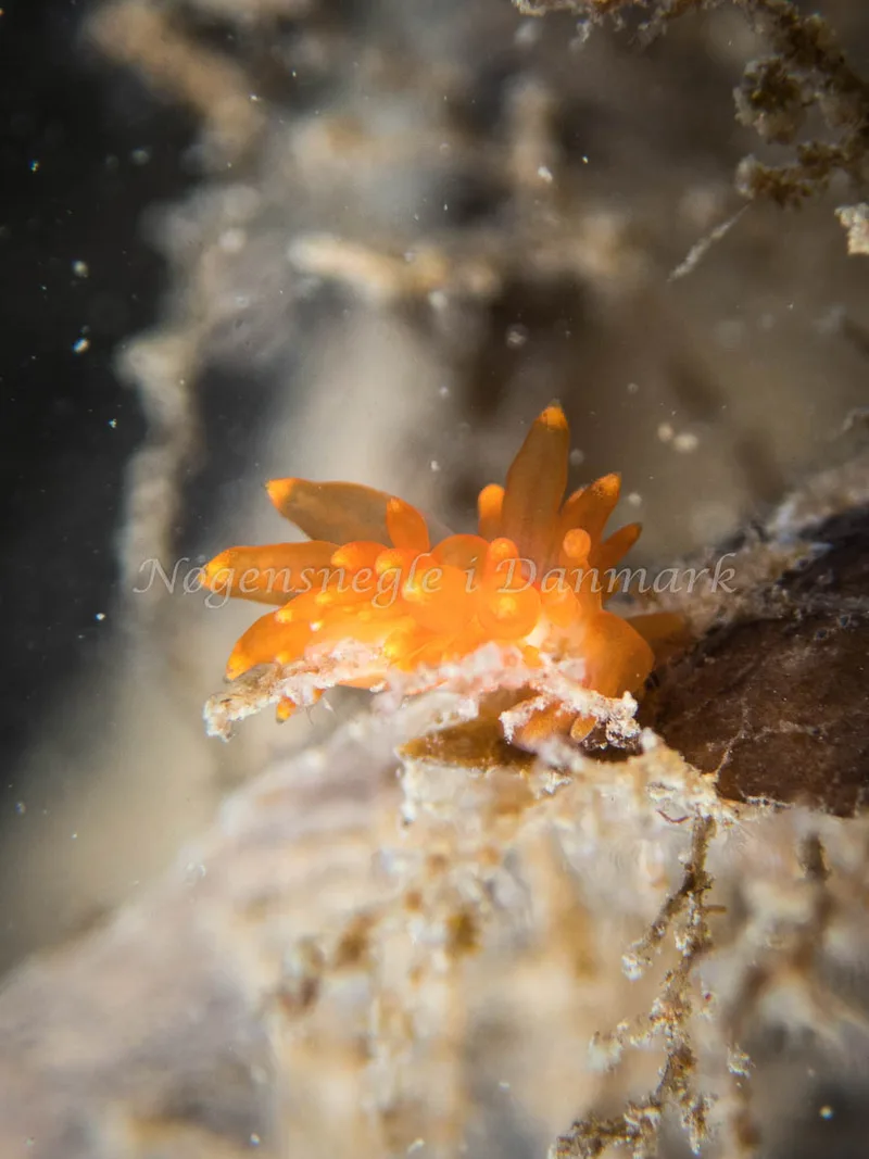 Amphorina andra - Tjærepletten - Foto: Poul Erik Rasmussen