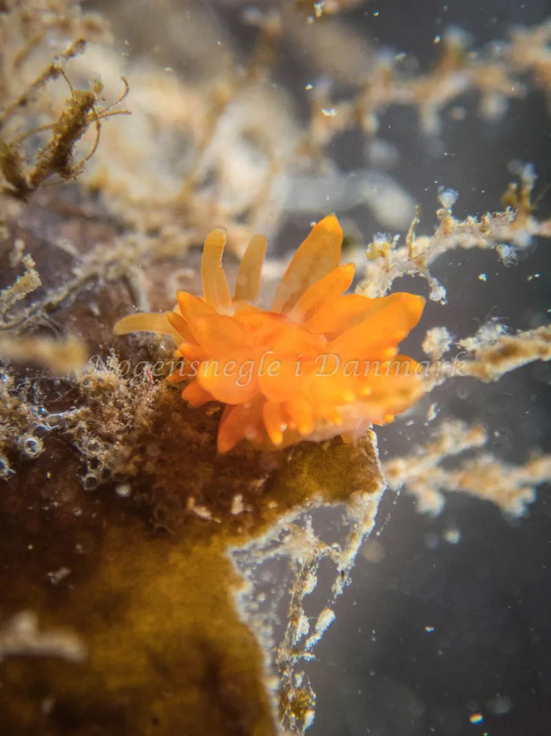Amphorina andra - Tjærepletten - Foto: Poul Erik Rasmussen