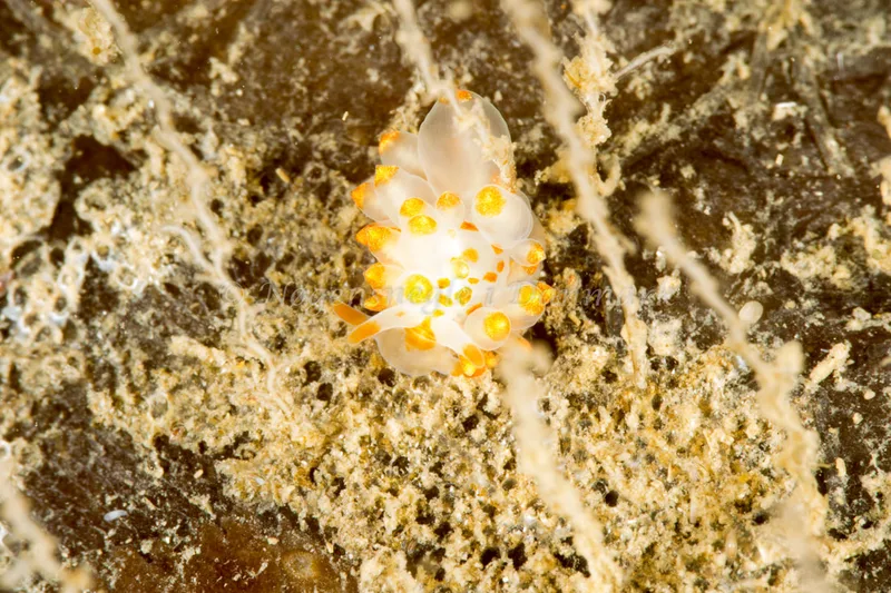 Amphorina farrani - Ammoniakhavnen - Foto: Poul Erik Rasmussen