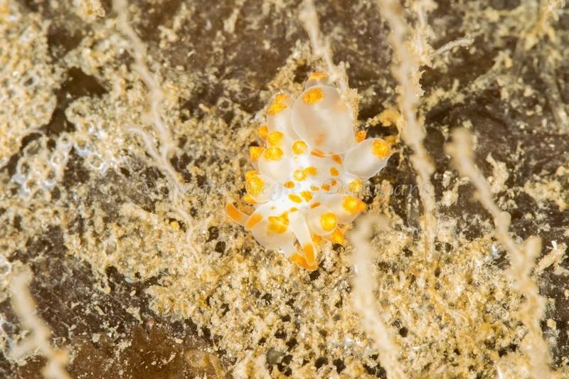 Amphorina farrani - Ammoniakhavnen - Foto: Poul Erik Rasmussen