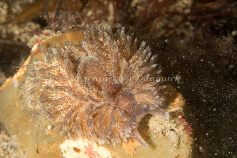Aeolidia papillosa - Ammoniakhavnen - Foto: Poul Erik Rasmussen