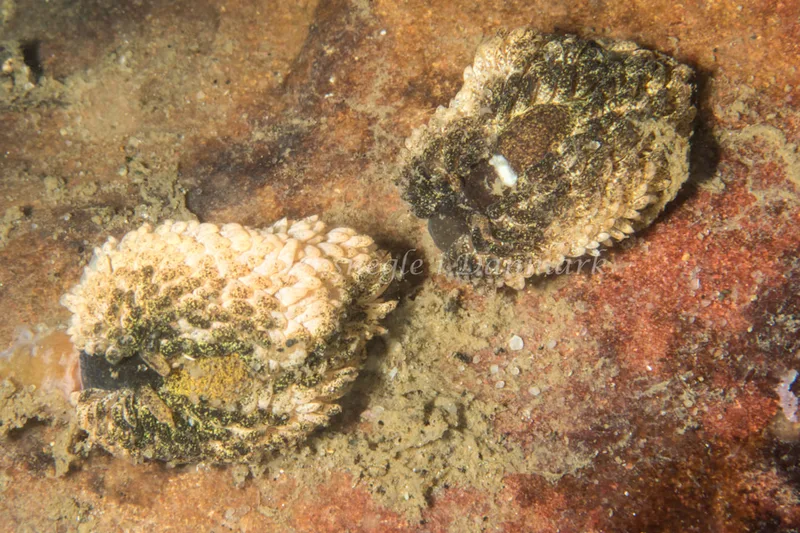 Aeolidia papillosa - Ammoniakhavnen - Foto: Poul Erik Rasmussen