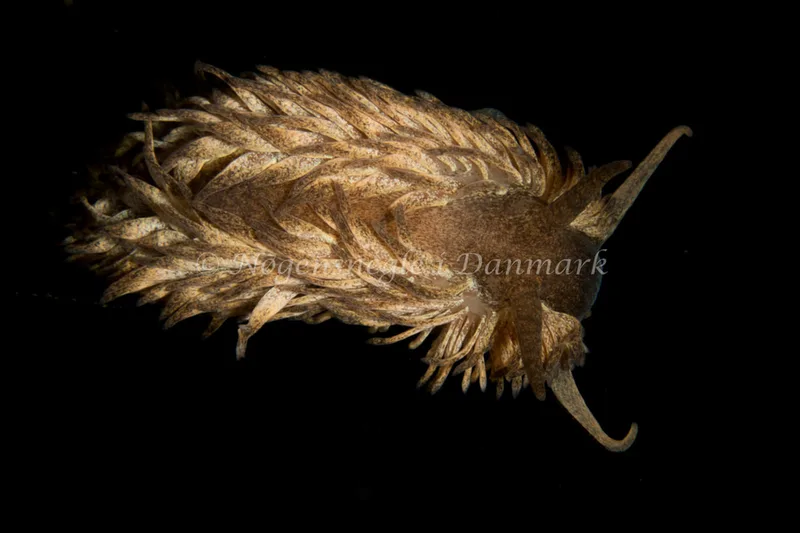 Aeolidia papillosa - Ammoniakhavnen - Foto: Poul Erik Rasmussen