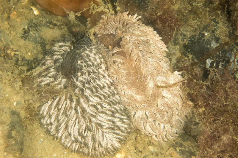 Aeolidia papillosa - Tjærepletten - Foto: Poul Erik Rasmussen