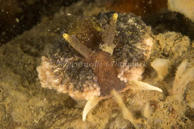 Aeolidia papillosa - Dykkerklubben Marsvinet - Foto: Poul Erik Rasmussen