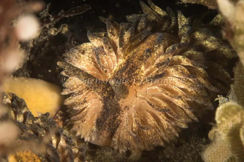 Aeolidia papillosa - Dykkerklubben Marsvinet - Foto: Poul Erik Rasmussen