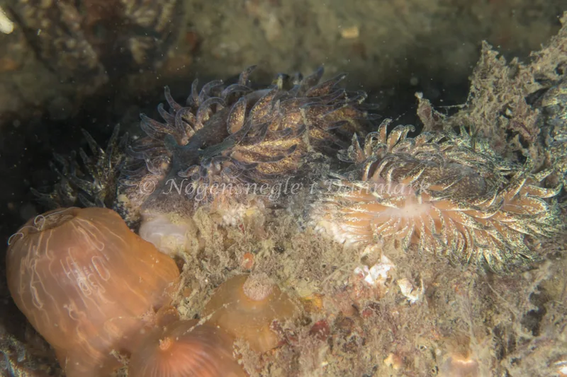Aeolidia papillosa - Dykkerklubben Marsvinet - Foto: Poul Erik Rasmussen