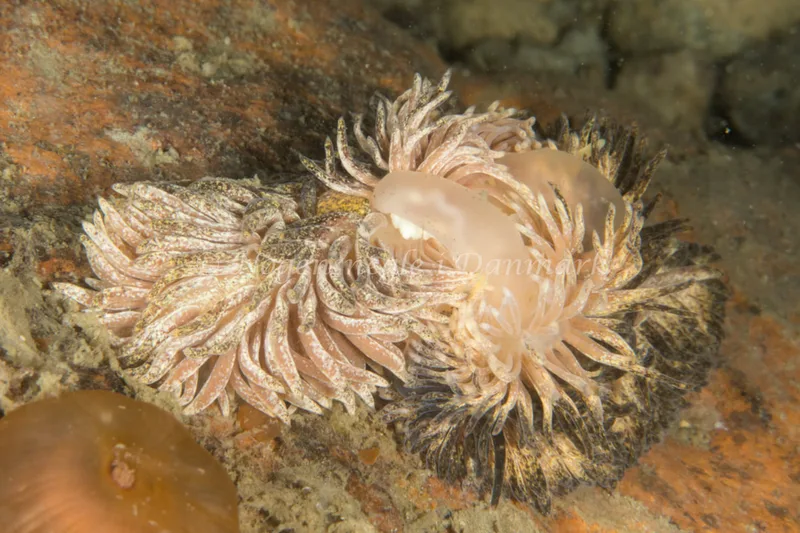 Aeolidia papillosa - Dykkerklubben Marsvinet - Foto: Poul Erik Rasmussen