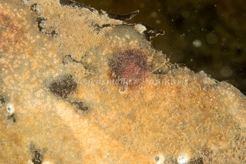 Acanthodoris pilosa - Dykkerklubben Marsvinet - Foto: Poul Erik Rasmussen