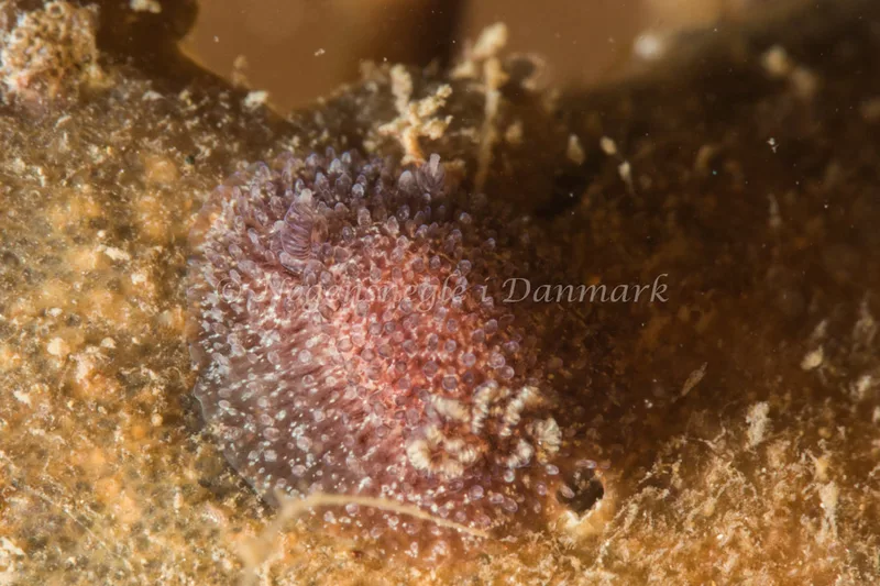 Acanthodoris pilosa - Dykkerklubben Marsvinet - Foto: Poul Erik Rasmussen