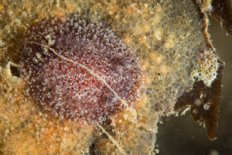 Acanthodoris pilosa - Dykkerklubben Marsvinet - Foto: Poul Erik Rasmussen