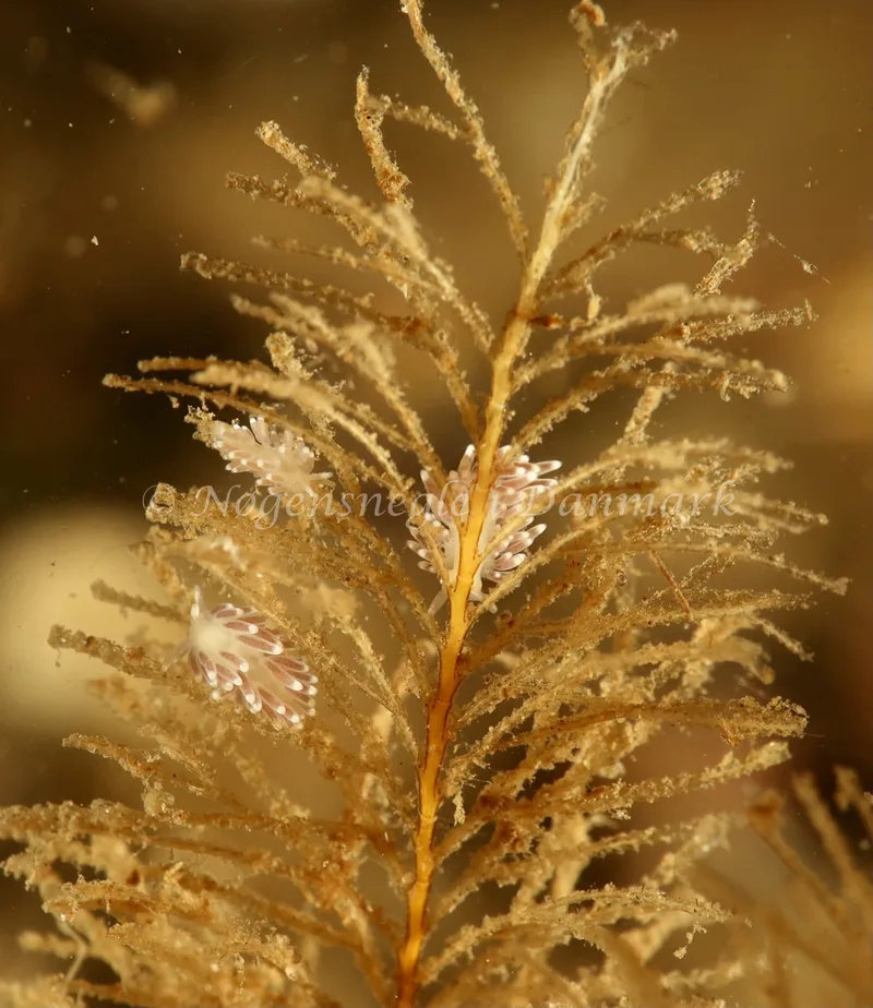 Cuthonella concinna - Ammoniakhavnen - Foto: Søren Skov Nielsen