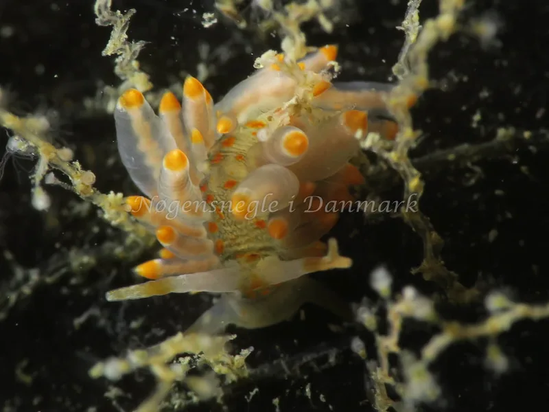 Amphorina viriola - Tjærepletten - Foto: HP Ølgaard