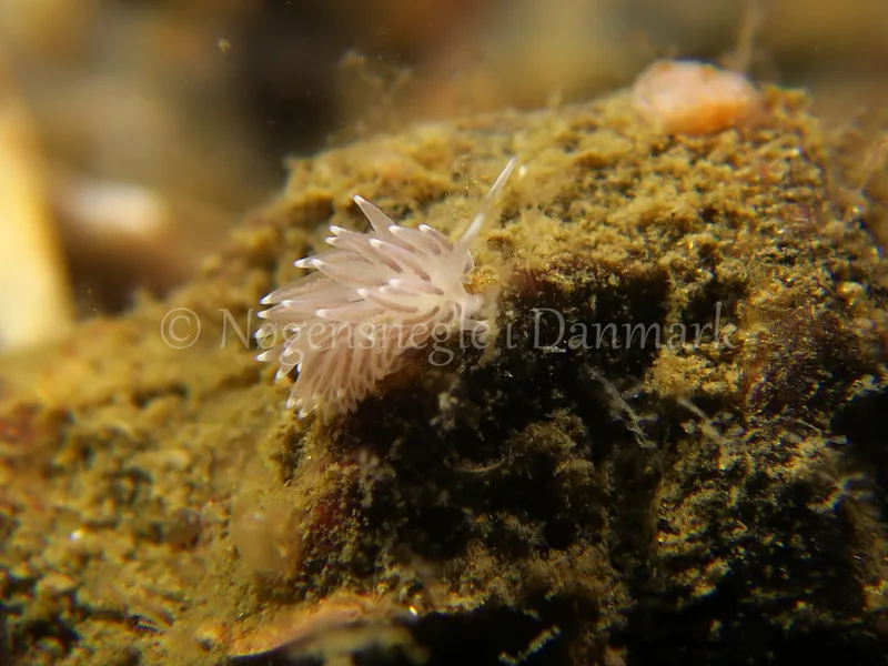 Cuthonella concinna - Ammoniakhavnen, Lillebælt - Foto: HP Ølgaard