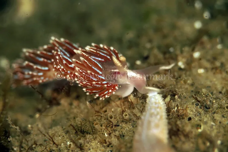 Facelina auriculata - Vrag ved Løkken - Foto: Ib Sørensen