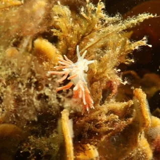 Gulenia monicae - Ammoniakhavnen - Foto: Søren Skov Nielsen