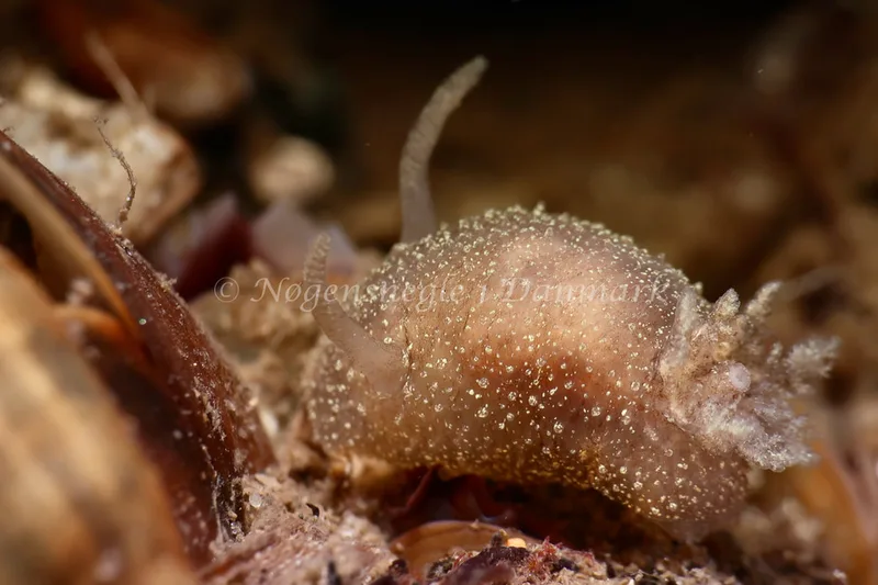 Acanthodoris pilosa - Lyngsbo Strand - Foto: AnneKatrine Frederiksen