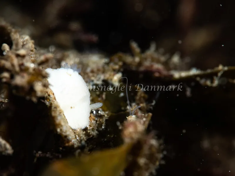 Onchidoris muricata - Ammoniakhavnen - Foto: Michael Christensen