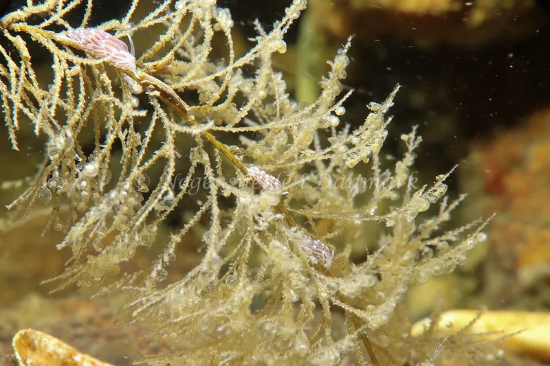 Cuthonella concinna - Lyngsbo Strand - Foto: AnneKatrine Frederiksen
