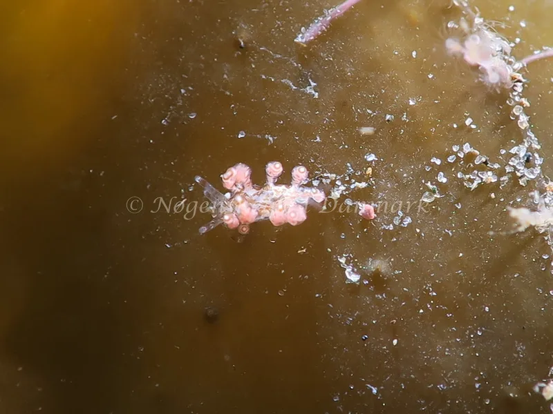 Eubranchus exiguus - Lyngsbo Strand - Foto: HP Ølgaard