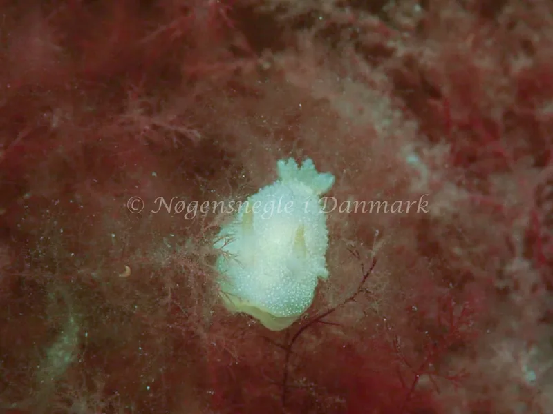 Acanthodoris pilosa - Whiskey Reef, Skovshoved Havn - Foto: Lonnie Andersen