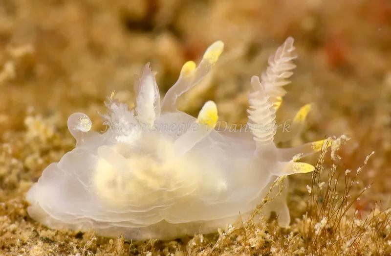 Ancula gibbosa - Lyngs Odde - Foto: AnneKatrine Frederiksen